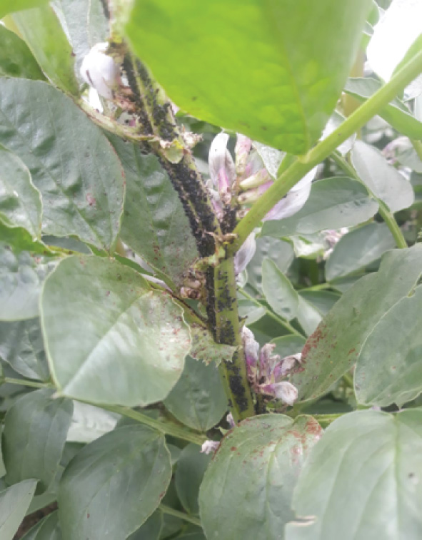 Spring beans under burden from black aphid attack