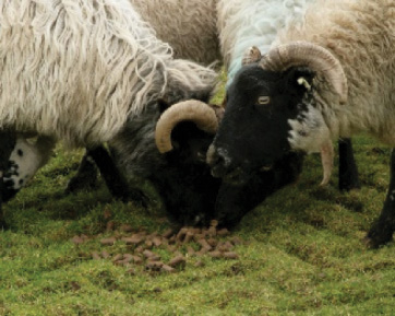 Sheep on cobs feeding