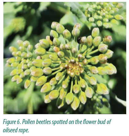 Fig6 pollen beetles oilseed rape
