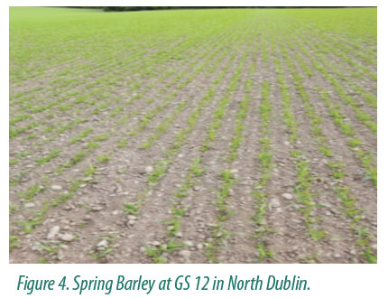 fig4 spring barley at GS12