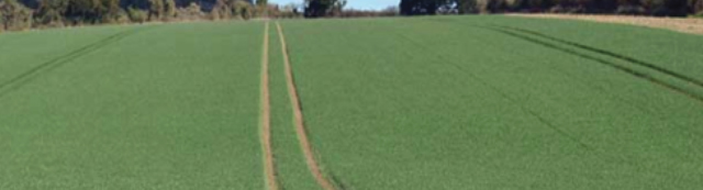 crops with tramlines