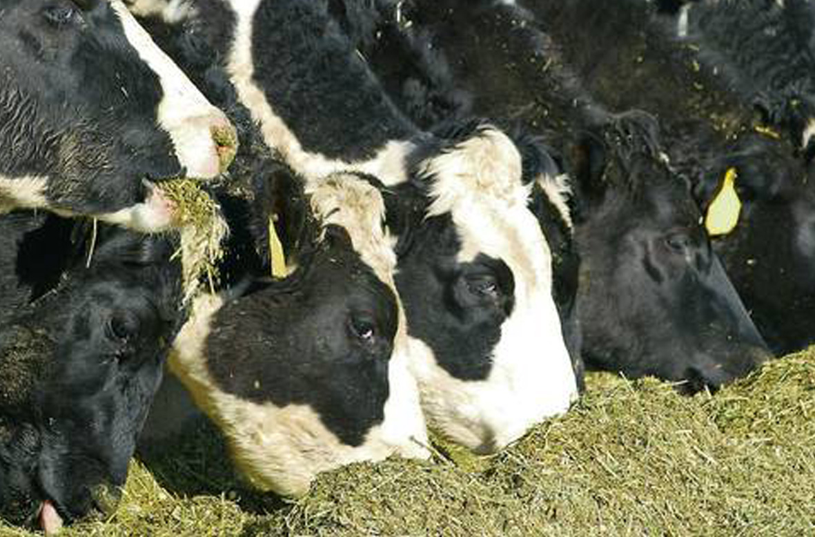 cows on maize silage