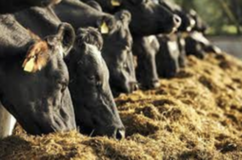 Cattle Feeding silage