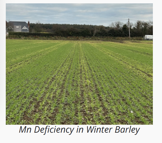 Mn deficiency in Winter Barley