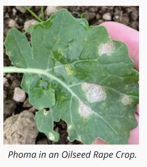 Phoma in oilseed rape crop