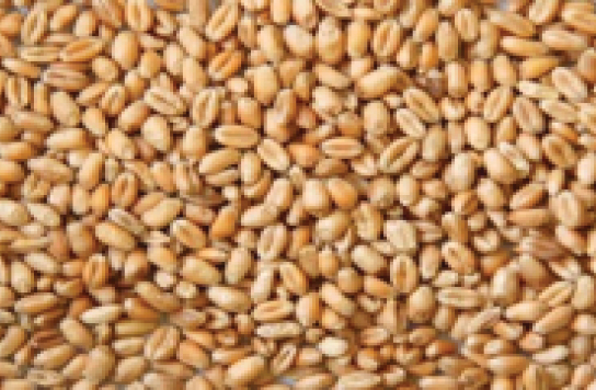 rolled wheat