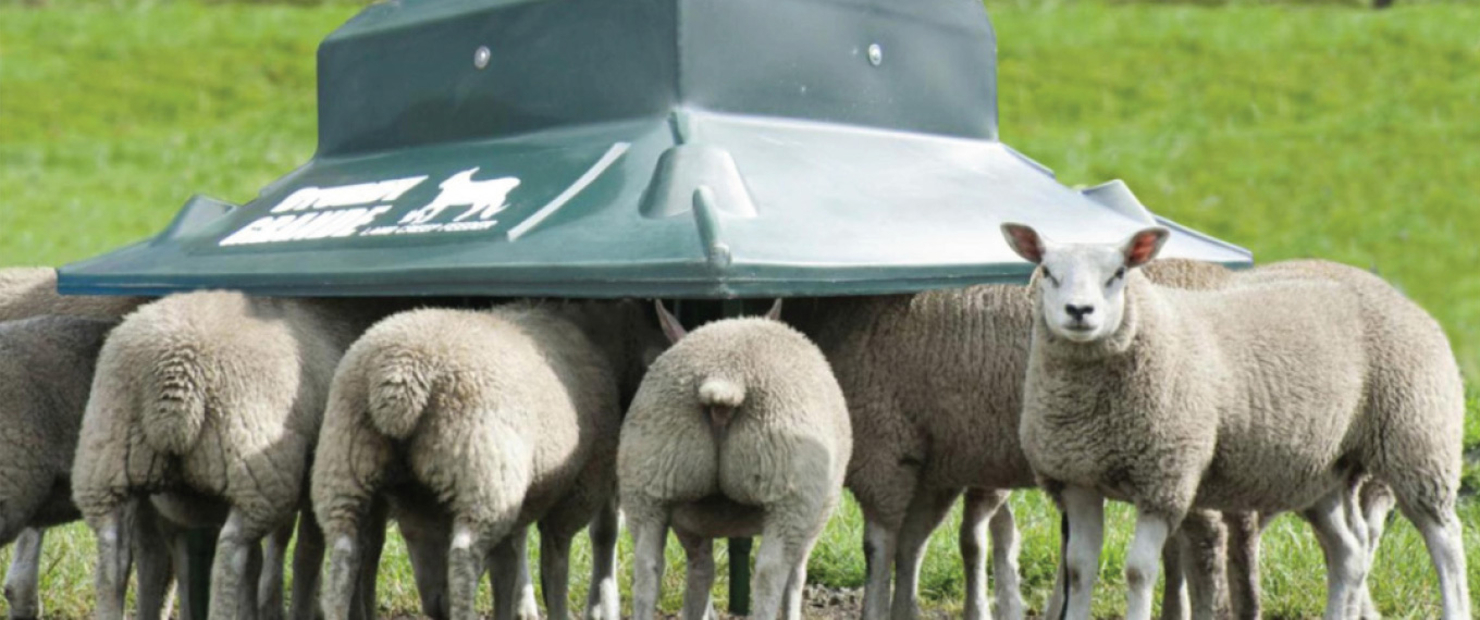 lambs creep feeding
