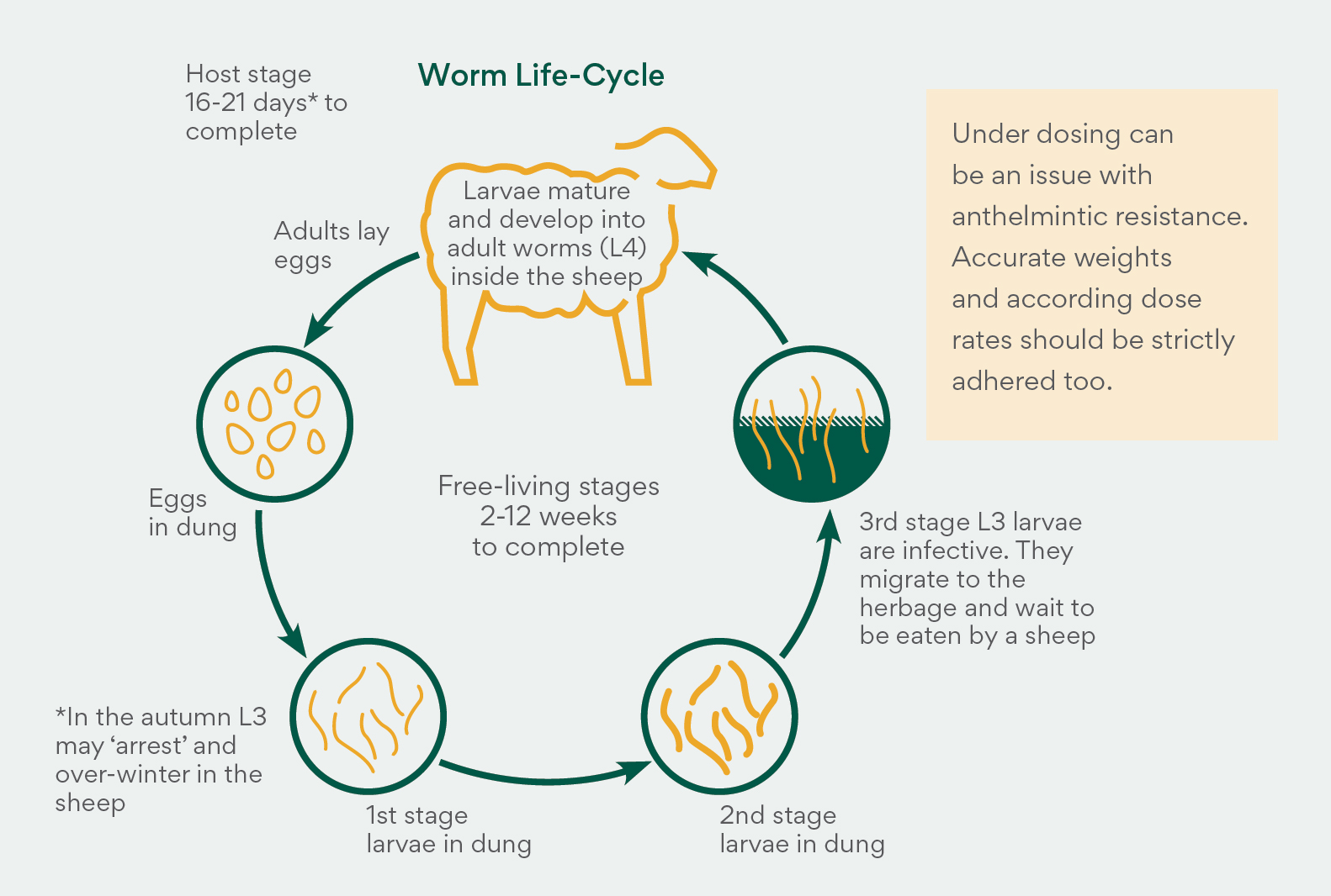 worm life cycle