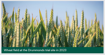 wheat field site drummonds