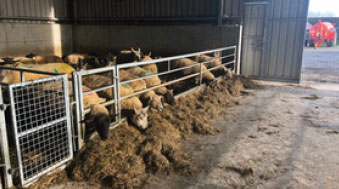 sheep feeding in barn