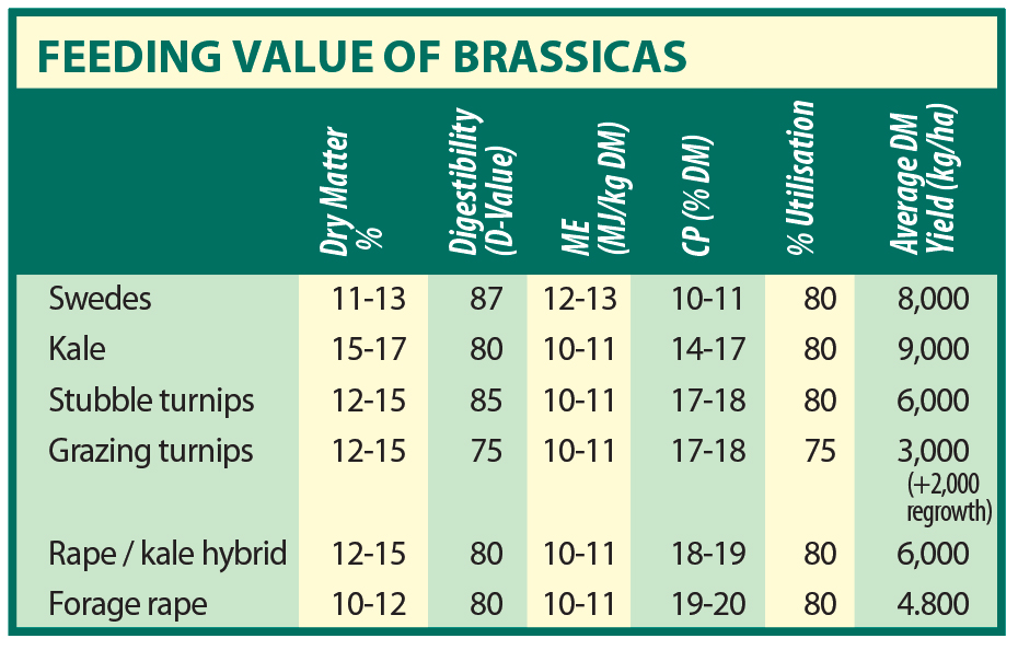feediong value of brassicas