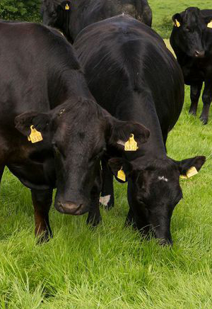 Black cows grazing