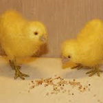 Poultry Starter Crumb - 21%